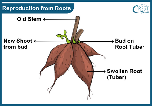 Reproduction from Roots