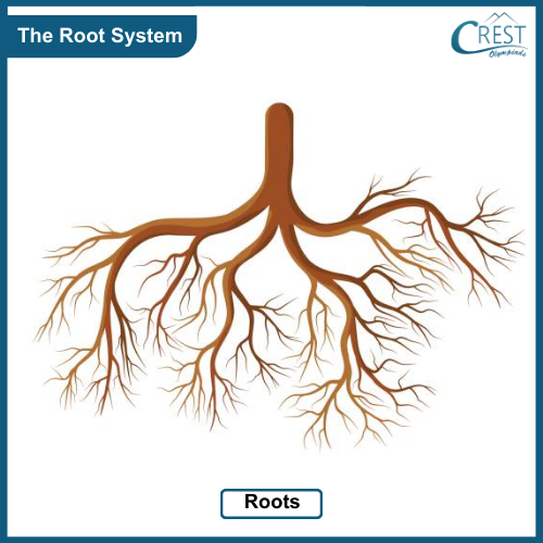 Root System of Plant - CREST Olympiads