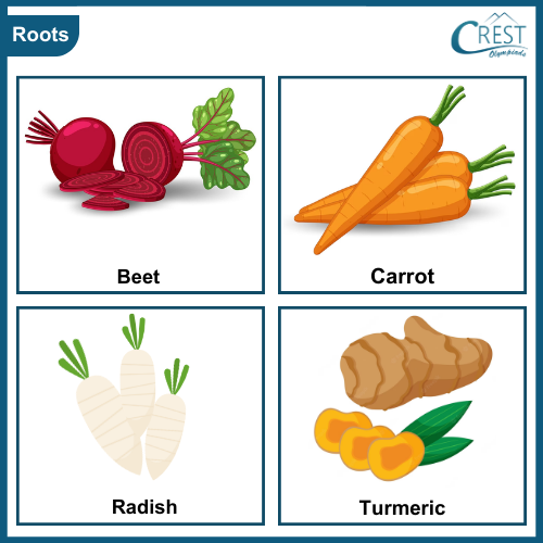 Edible roots of vegetables