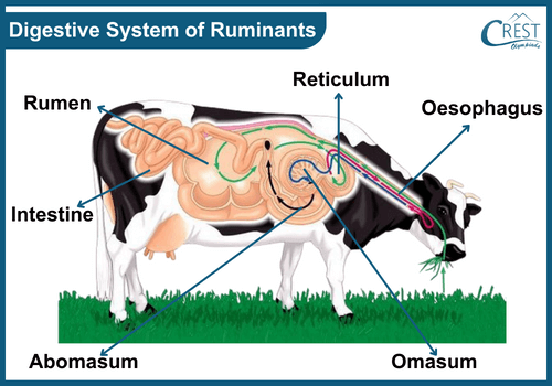 Labelled Diagram of Digestive System of Ruminants - Science Grade 7