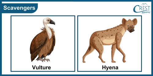 Examples of Scavengers animals