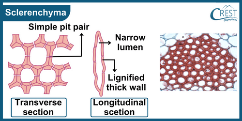 Labelled Diagram of Sclerenchyma - Definition, Types, Functions etc