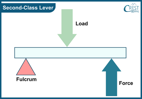 Examples of Second class lever