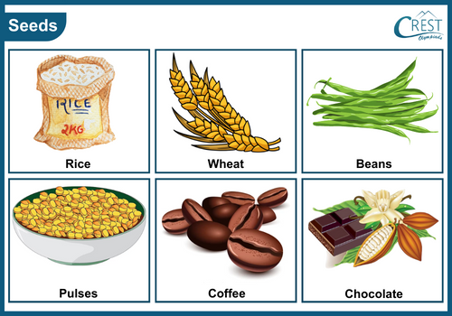 Types of seeds