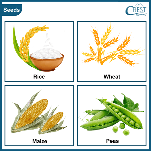 Class 3-Different types of Seeds