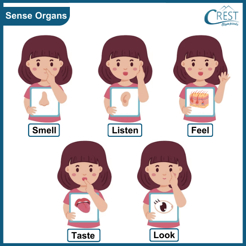 Sense Organs of Human Body