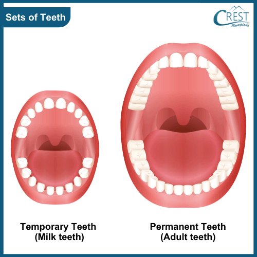 Diagram of sets of teeth
