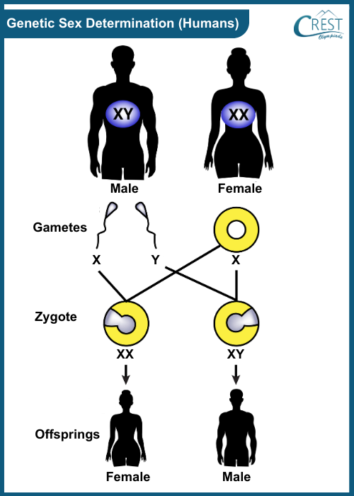 Genetic Sex Determination in Humans - CREST Olympiads