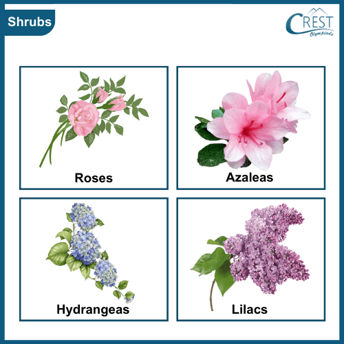 Examples of Shrubs
