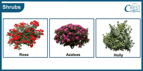 Class 3-Examples of Shrubs