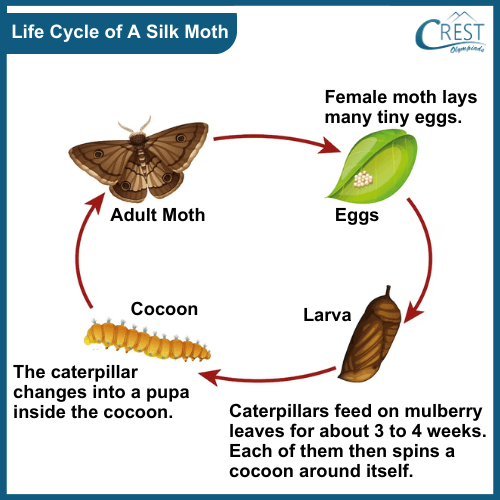 From Fibre to Fabric Notes | Science Olympiad Class 7