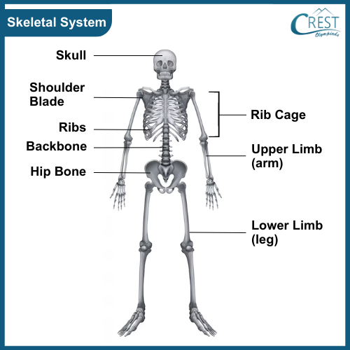 Skeletal system of Human Body