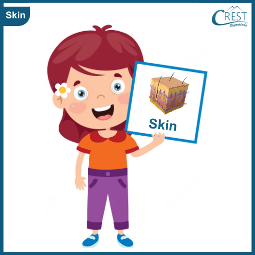 Skin - My Body Parts for Class KG