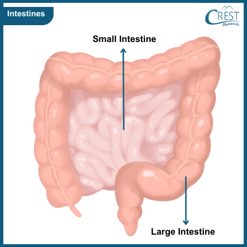 Diagram of Intestines