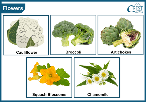 Different types of edible flowers