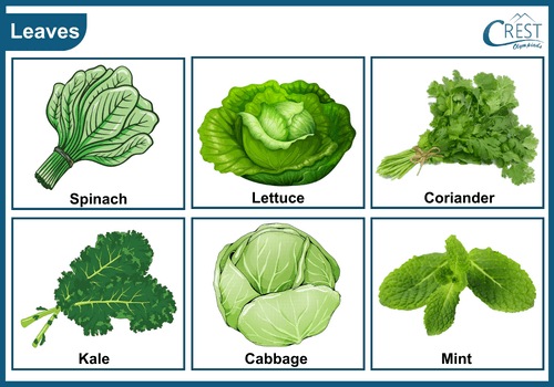 Examples of edible leaves for class 3