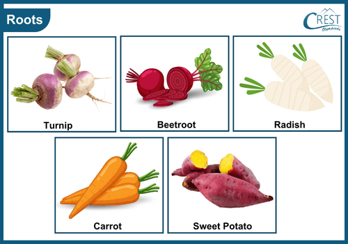 Examples of edible roots