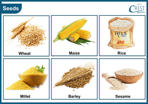 Different types of edible seeds