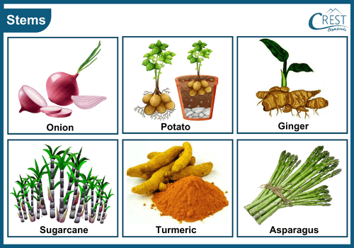 Examples of edible stems