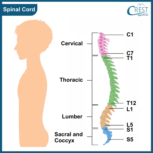 Spinal Cord of Human Body