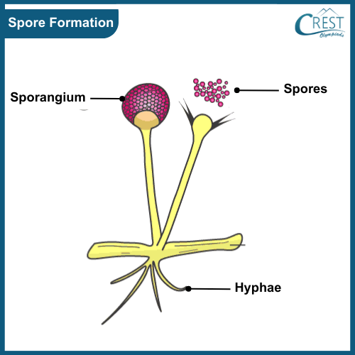 Spore Formation - Method of Asexual Reproduction