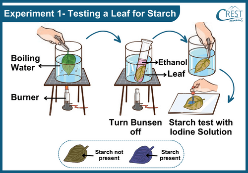 Experimental Investigations on Photosynthesis - Science Grade 7