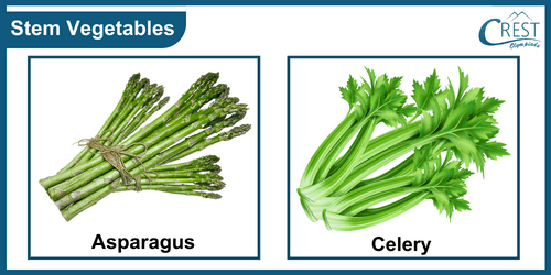 Different Types of Stem Vegetables - CREST Olympiads