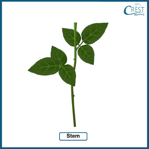 Stem of a Plant - CREST Olympiads