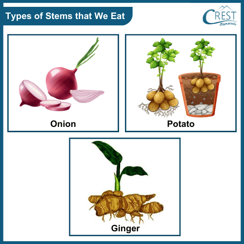 Class 3-Types of Stem that we eat