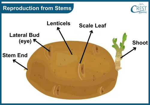 Reproduction from Stems