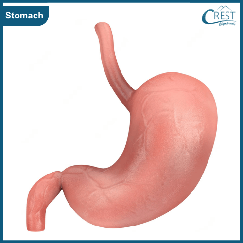 Human Stomach - Science Grade 5