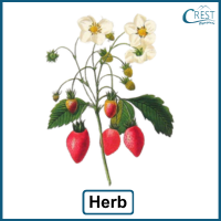 strawberry-plant