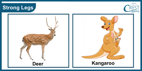 Examples of animals with strong legs