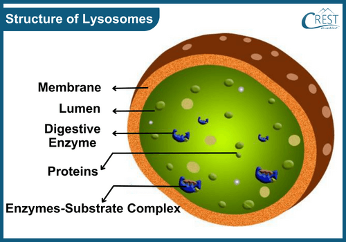 Labelled Diagram of Structure of Lysosomes - Definition and Function