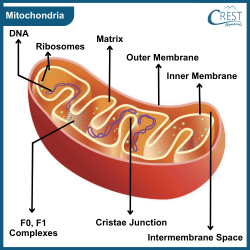 Labelled Diagram of Mitochondria - Definition, Function etc