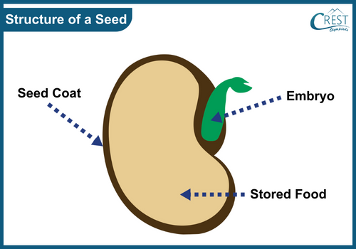 Structure of a seed