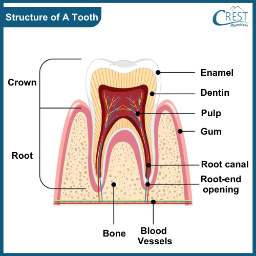 Diagram of classified structure of a tooth