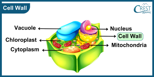 Diagram of Structure of Cell Wall - Science Grade 9