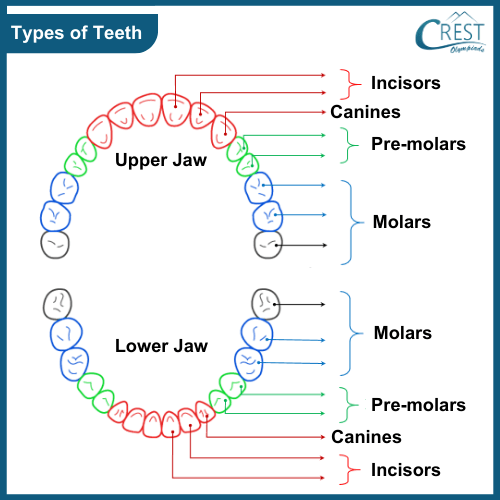 Classification of teeth of Human Body