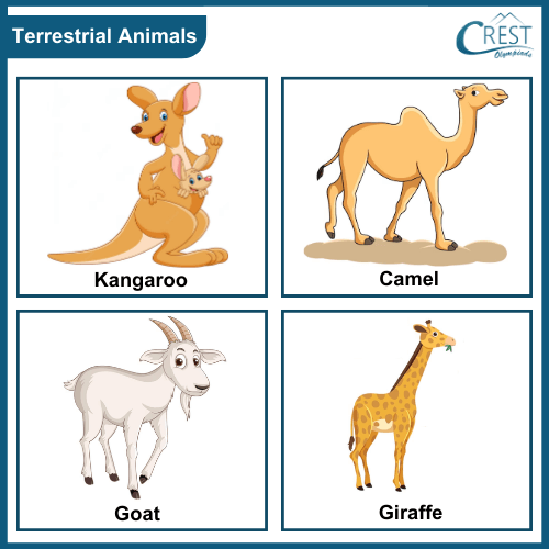 Examples of Terrestrial animal