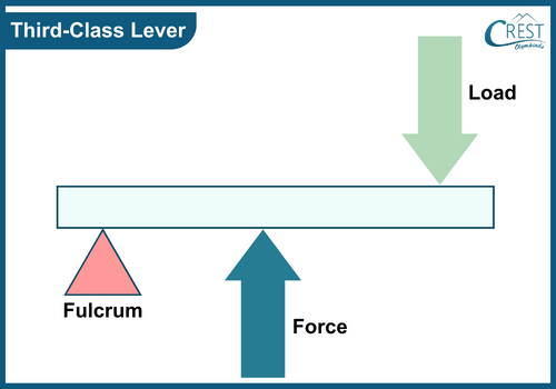 Examples of third class lever