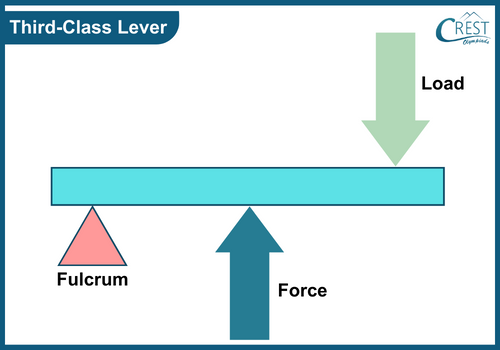 Example of Third class lever