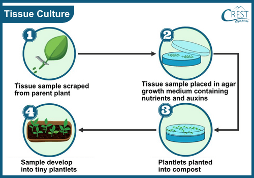 Tissue Culture or Micropropagation - A Method of Artificial Vegetative Propagation
