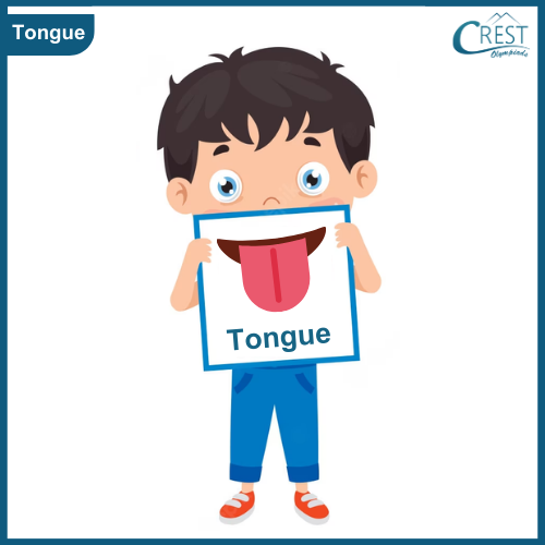 Tongue - My Body Parts for Class KG