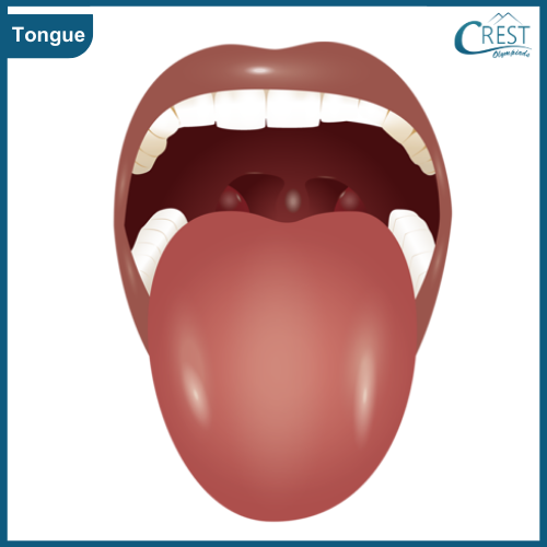 Tongue of Human - Science Grade 5