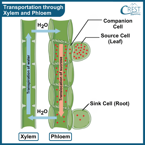 Water Transportation through Xylem and Phloem - Science Grade 7