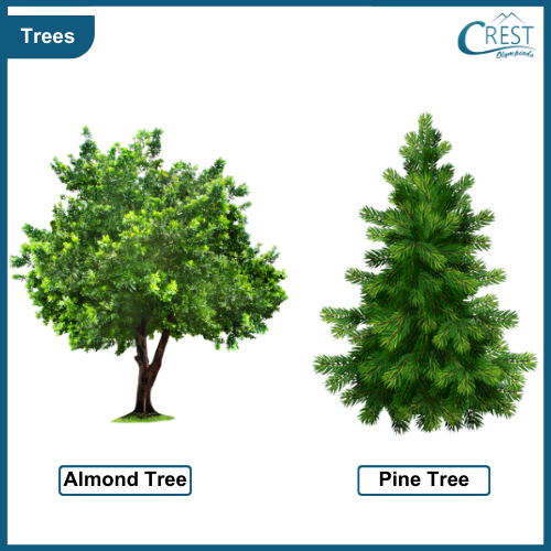 Types of Trees - CREST Olympiads