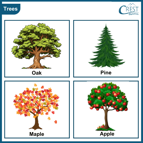 Examples of Trees - Oak, Pine, Maple and Apple Trees