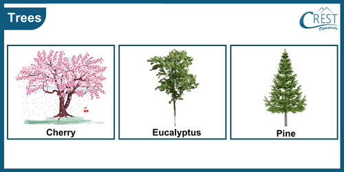 Class 3-Examples of Trees