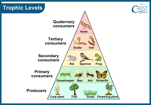 Trophic Levels: Pyramid Food Chain - CREST Olympiads